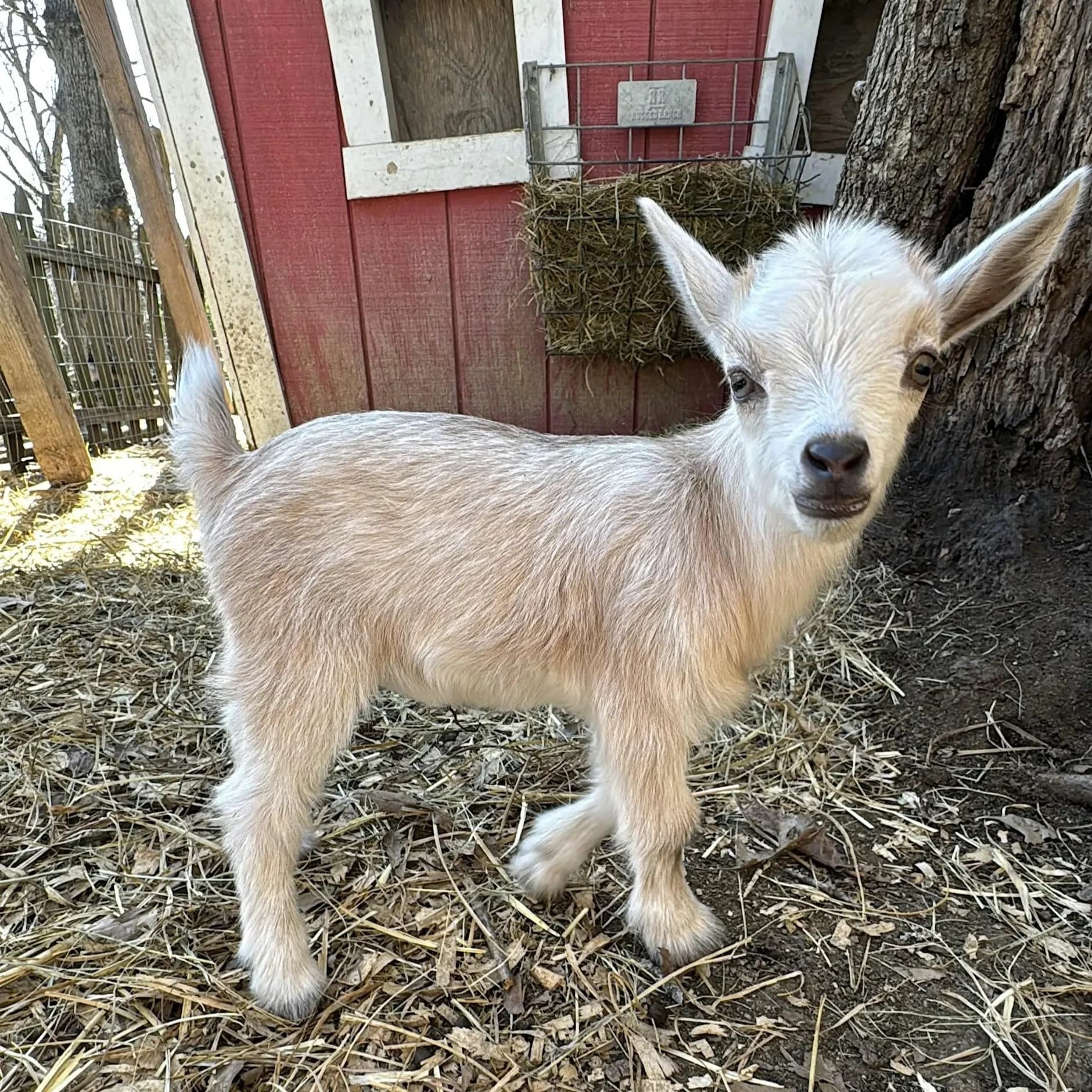 Goat Yoga Nashville